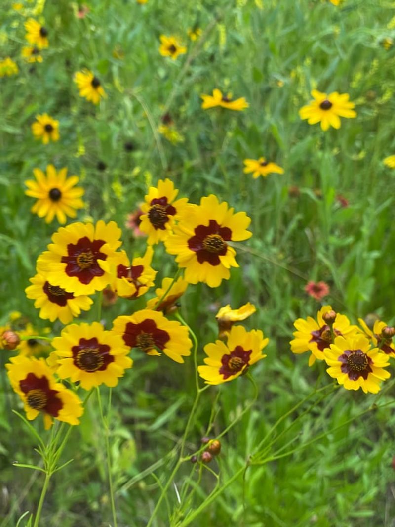 Coreopsis Brings Yellow Blooms In Heat