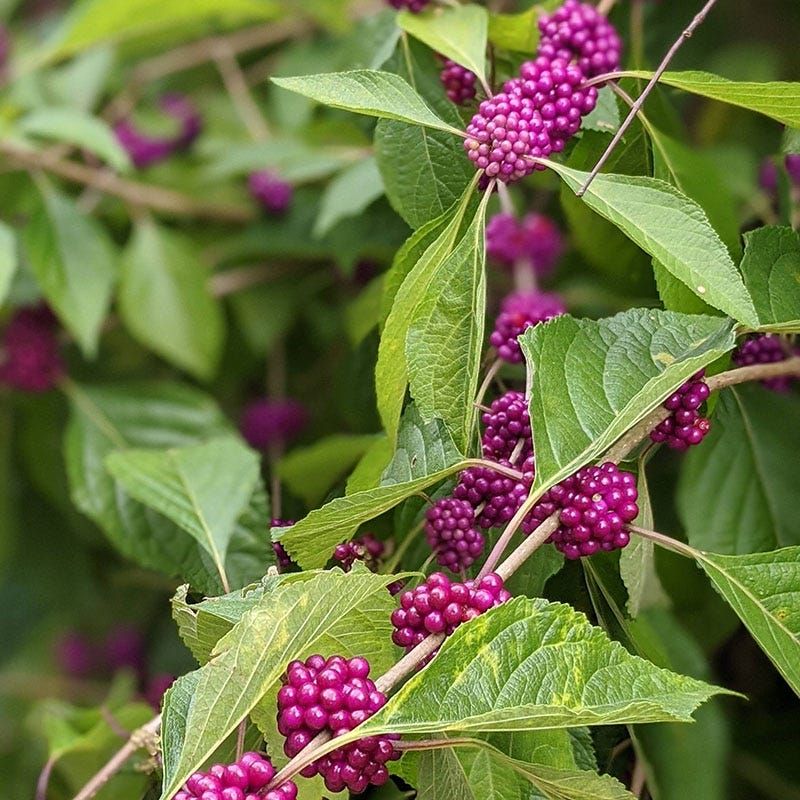 American Beautyberry (Callicarpa Americana)