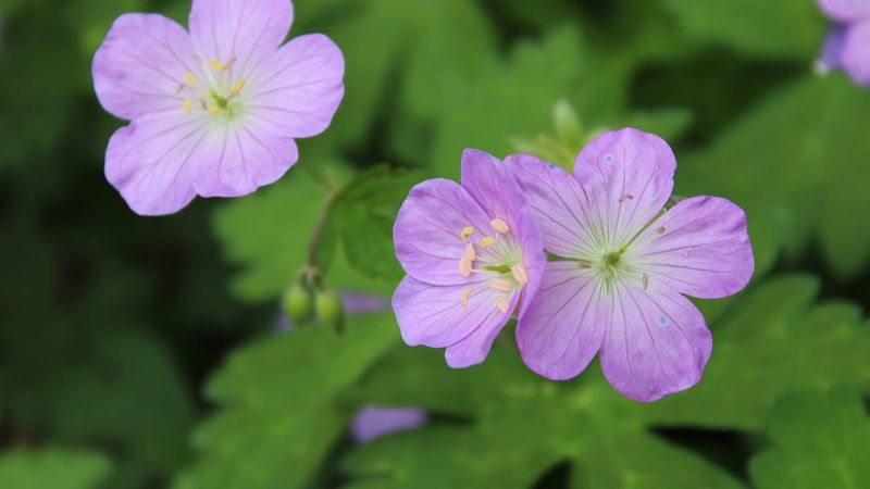 Wild Geranium (Geranium maculatum)