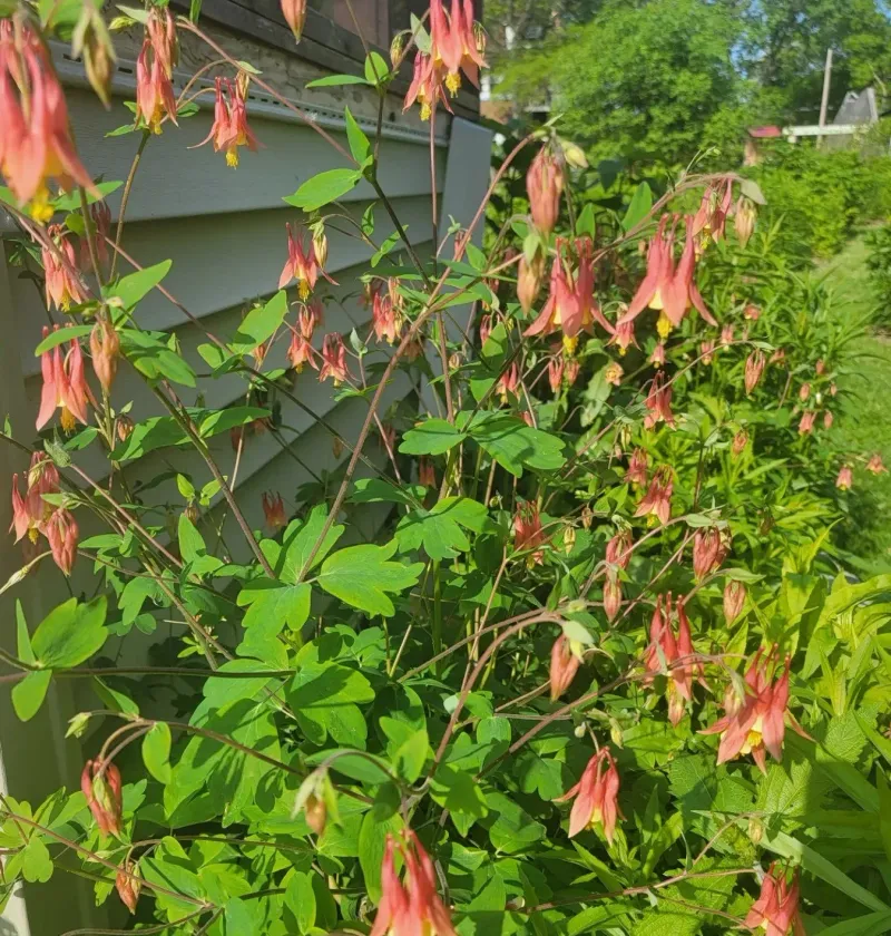 Wild Columbine (Aquilegia canadensis)