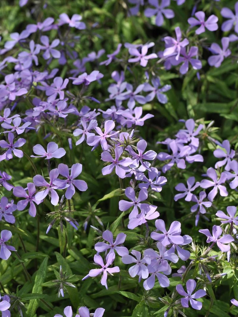 Woodland Phlox Lighting Up Shady Spots