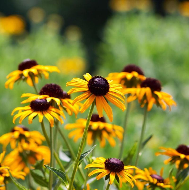 Black-Eyed Susan Filling Beds With Golden Color