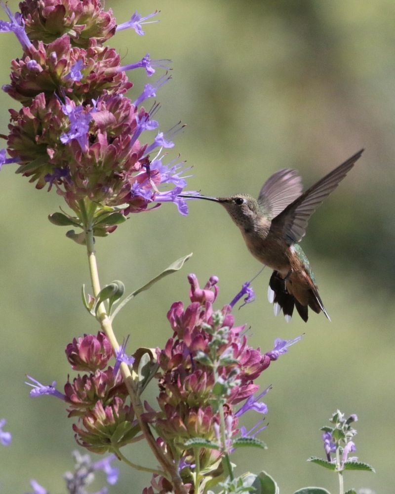 Salvia Draws Hummingbirds All Season