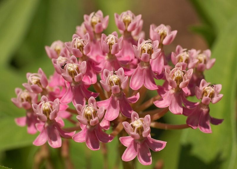 Swamp Milkweed Thrives In Moist Garden Areas