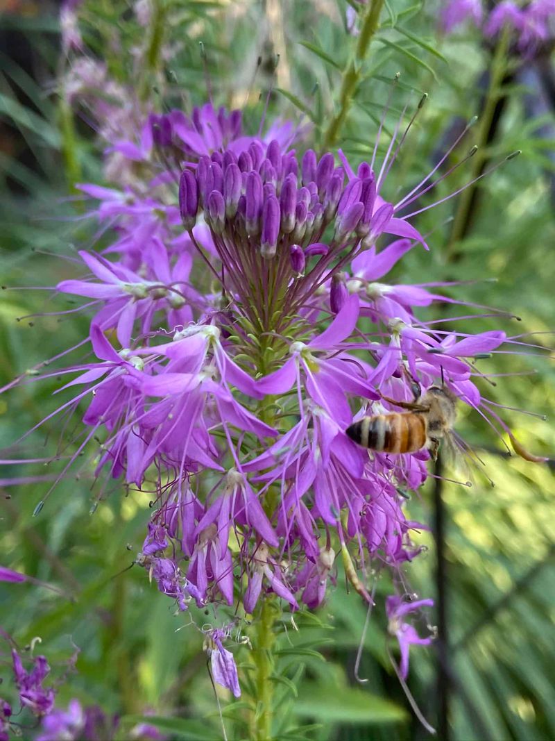 Rocky Mountain Bee Plant That Makes A Statement