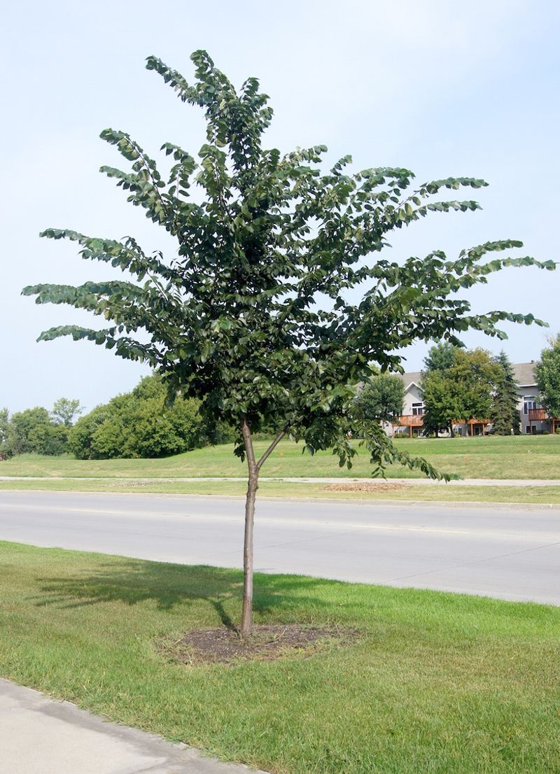 American Elm (Ulmus americana) Survivor Trees
