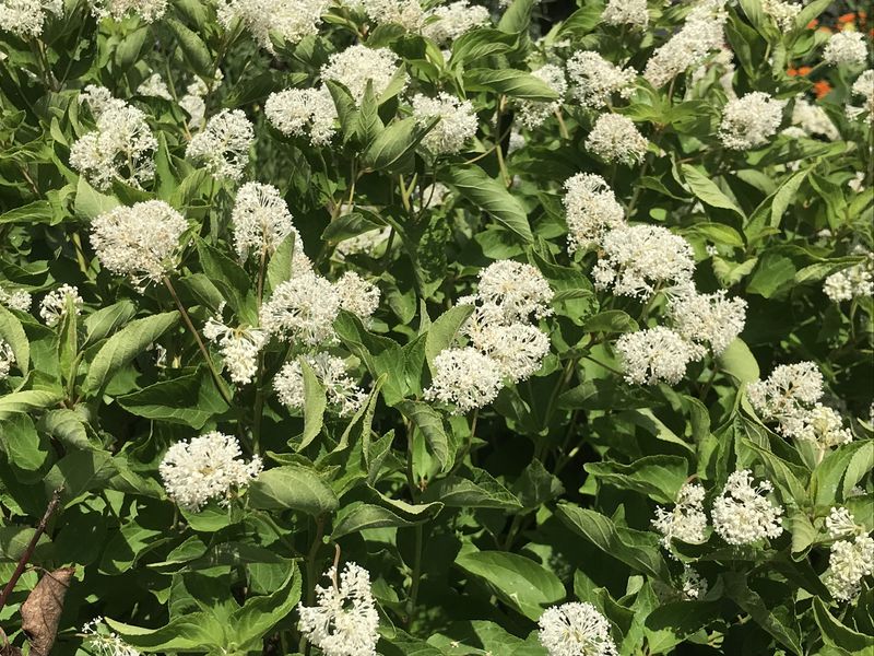 New Jersey Tea Tough Native Beauty