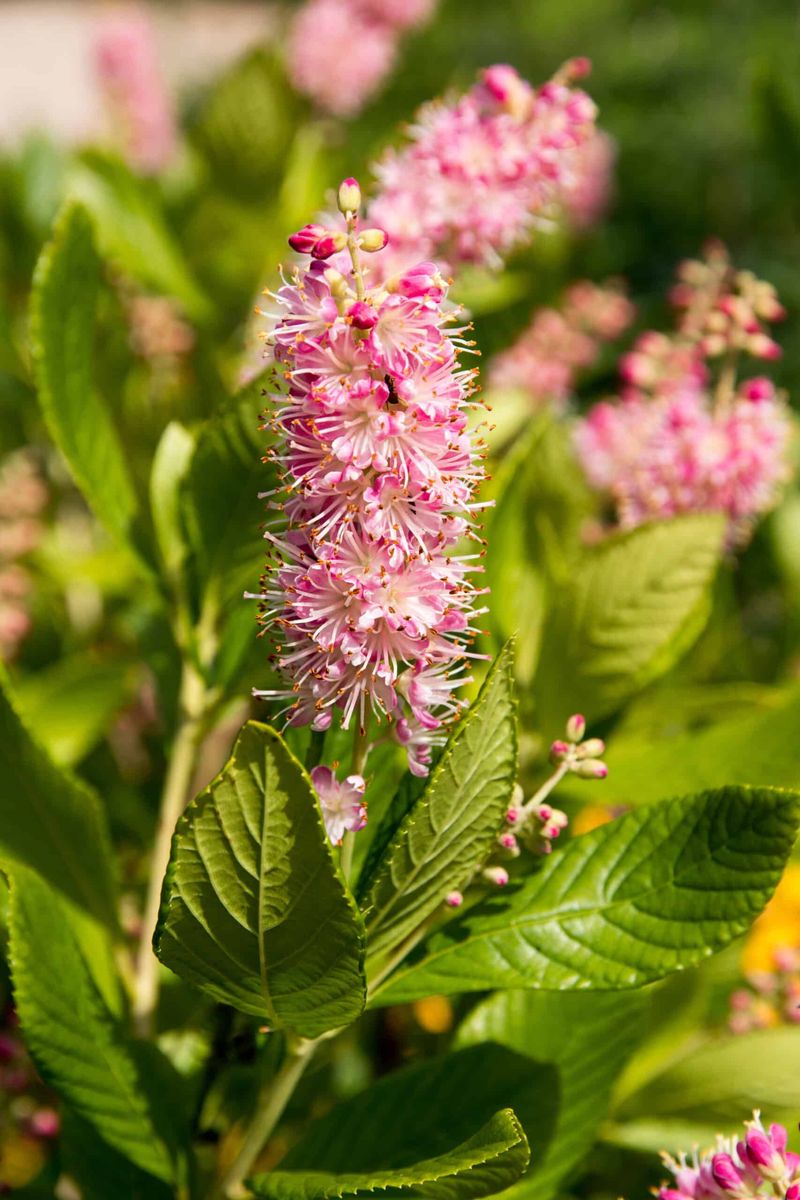 Summersweet Brings Fragrance And Late Flowers