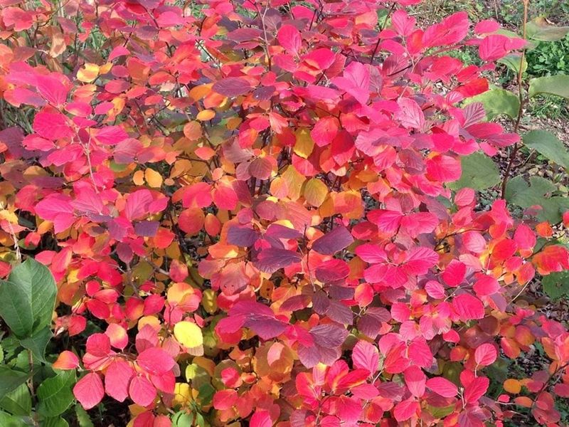 Fothergilla Adds Spring Flowers And Fall Color