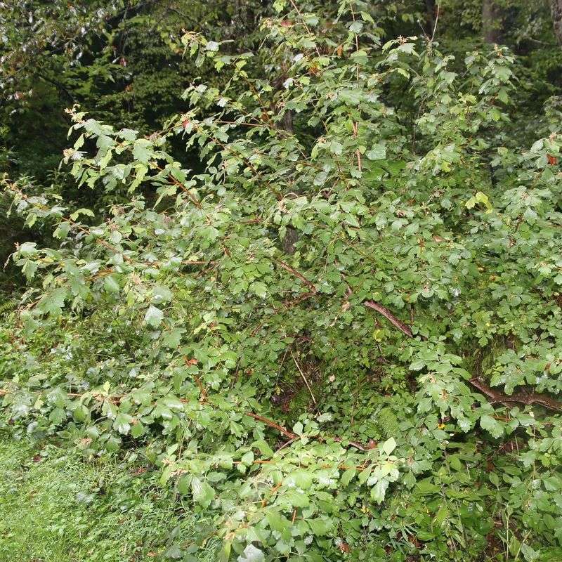 Fragrant Sumac (Rhus aromatica)