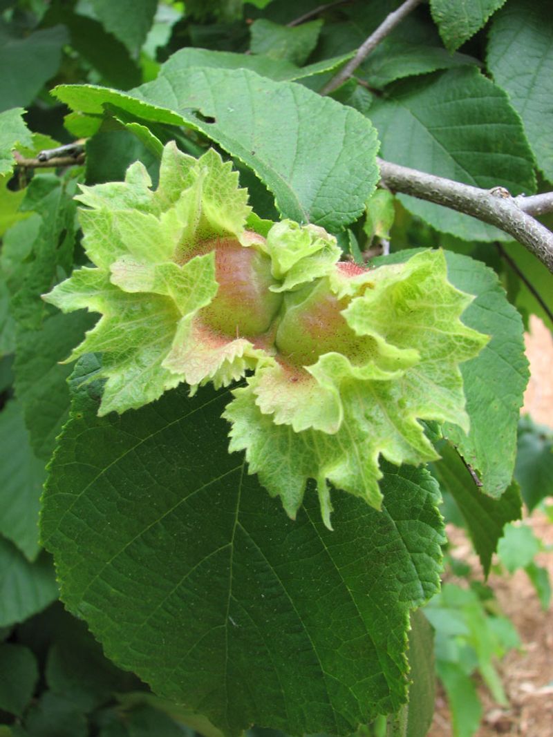 American Hazelnut (Corylus americana)