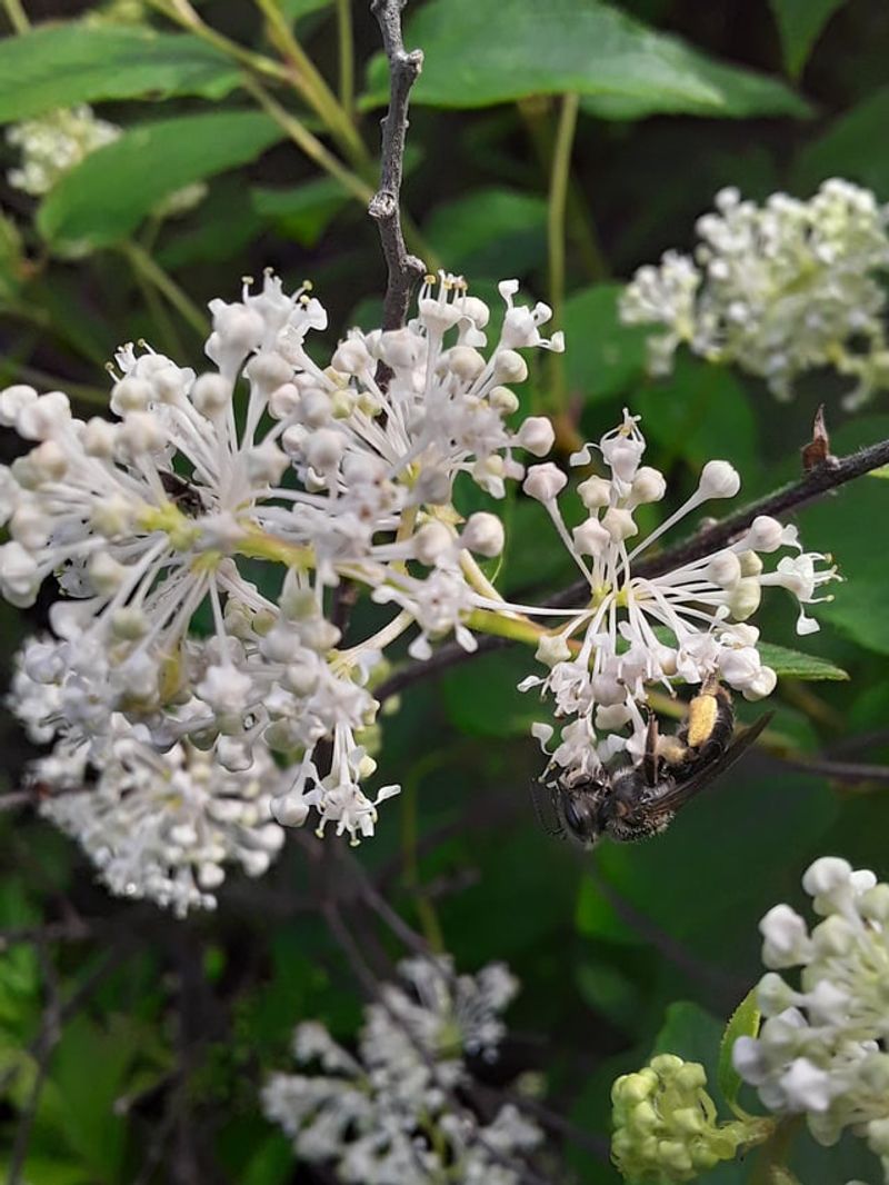 New Jersey Tea Supports Native Bees In Early Summer