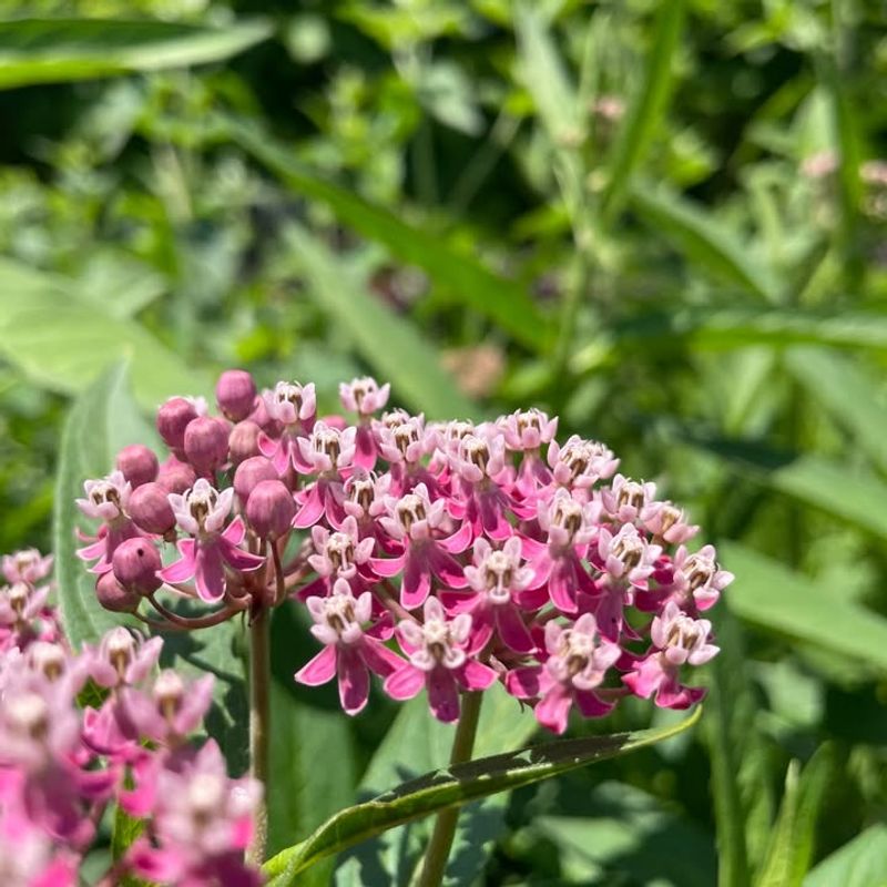 Swamp Milkweed Handles Wet Soil That Supports Firefly Larvae