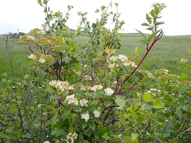 Red Osier Dogwood Stabilizes Soil In Problem Spots
