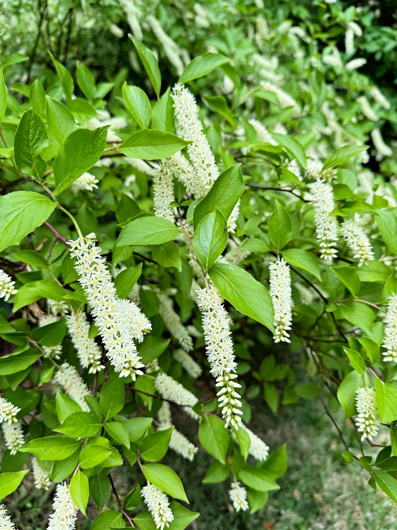 Virginia Sweetspire Brings Fragrance And Fall Color
