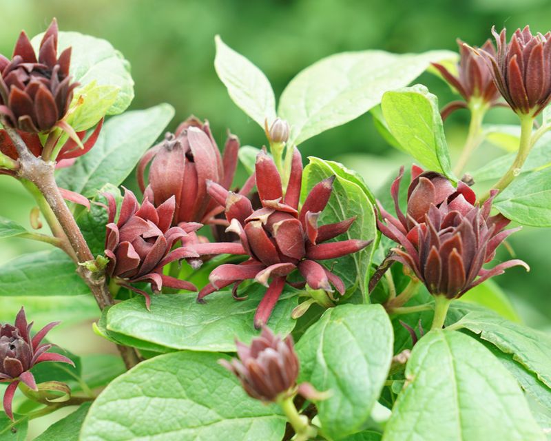 Sweetshrub Offers Unique Spring Flowers