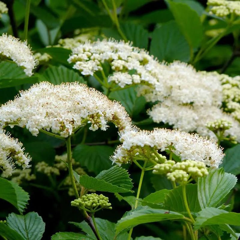 Arrowwood Viburnum Creates A Full Natural Hedge