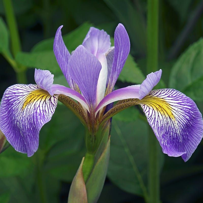 Blue Flag Iris Makes Wet Areas Work Harder