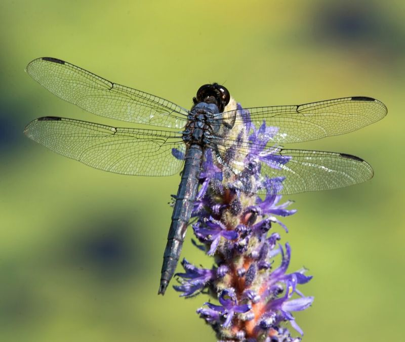 Pickerelweed Helps Create A More Dragonfly Friendly Water Edge