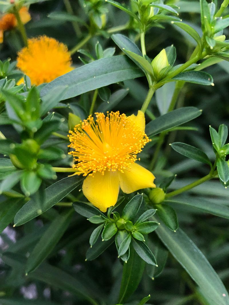 Shrubby St. John's Wort