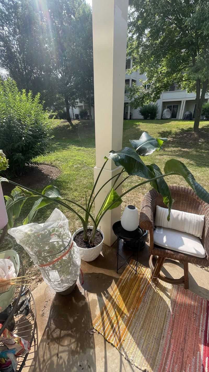 Near A Patio Or Lanai For Lush Tropical Foliage