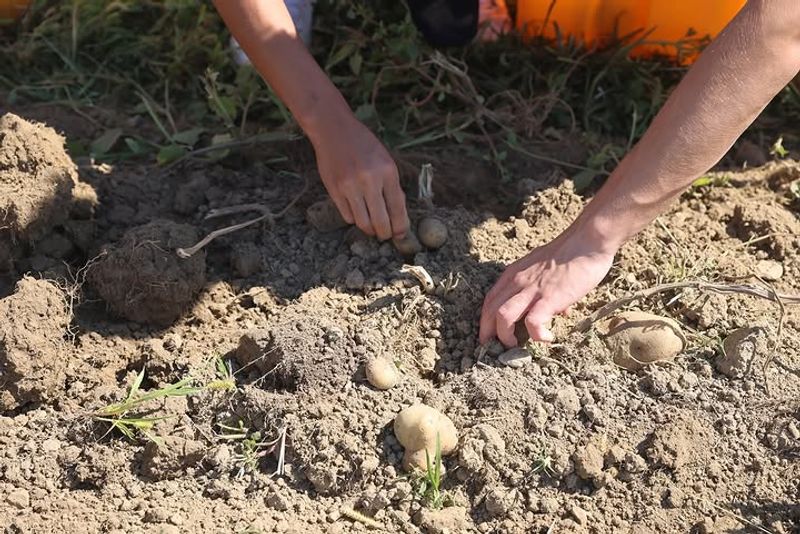Potatoes To Get In Before The Heat Arrives