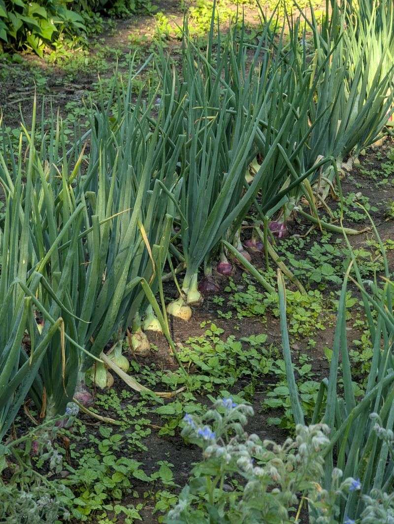 Onion Sets Establish Early For A Reliable Harvest