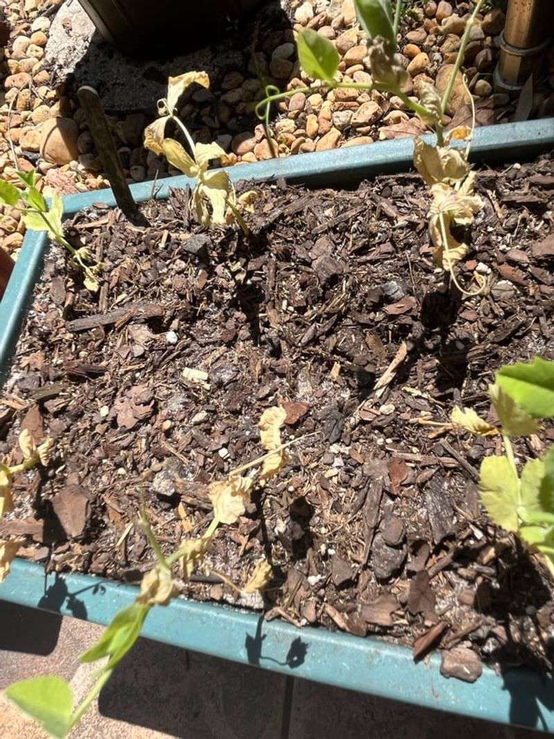 Peas Slow Down As Humidity Increases