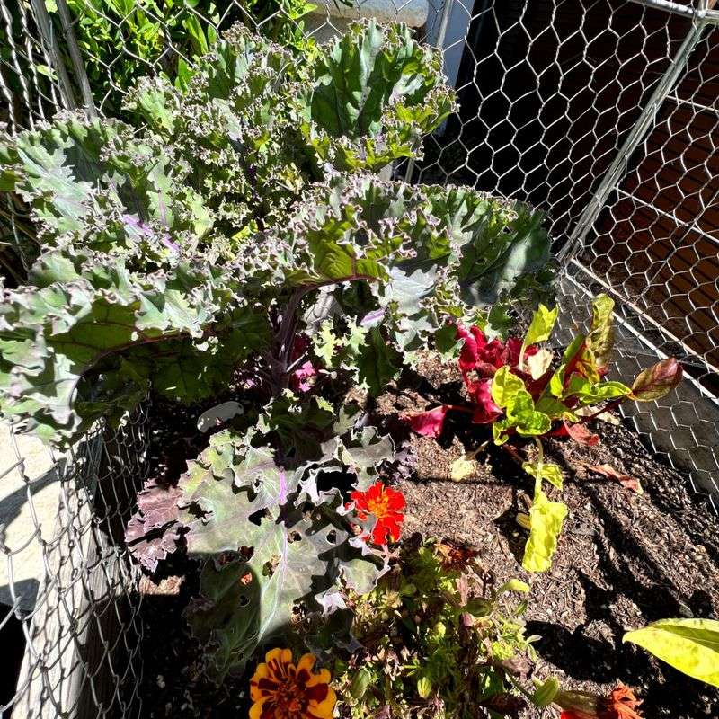 Kale Transplants Thrive In Cooler Spring Conditions