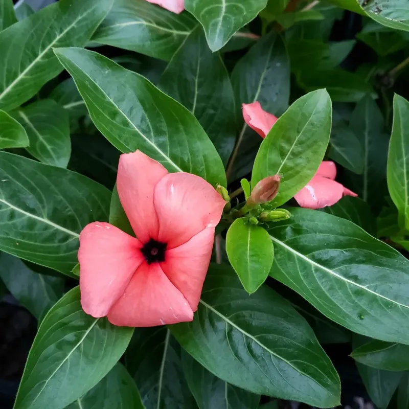 Vinca Tough Blooms Through Summer Heat