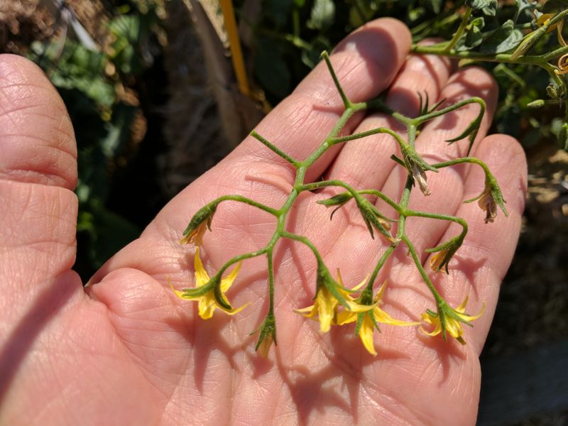 Watch For Heat Before The Flowers Quit