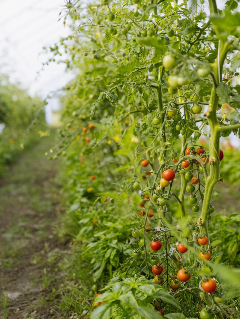 Cherry Tomatoes That Keep Producing In Warm Weather