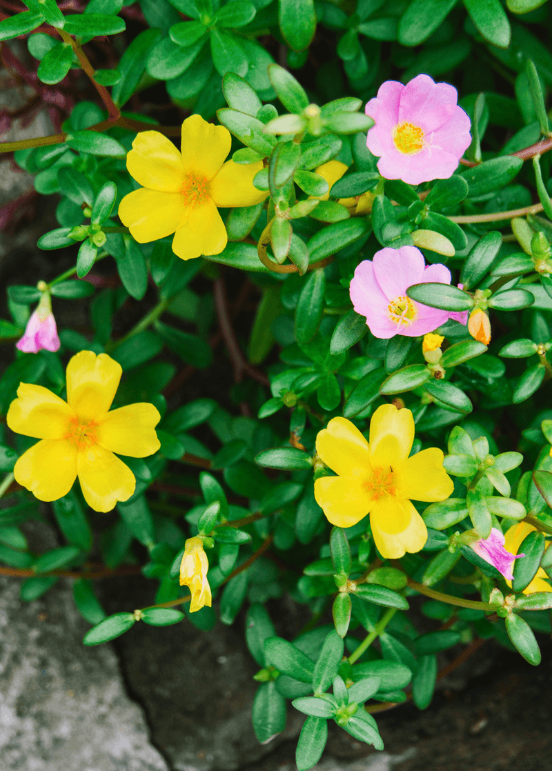Purslane Thrives In Hot Dry Pots