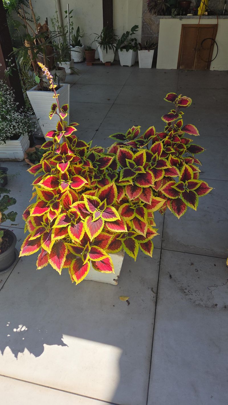 Coleus Adds Bold Foliage Without Direct Sun