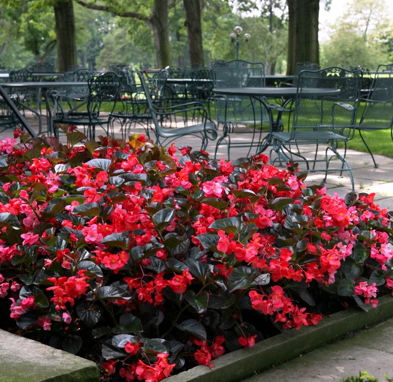 Begonias Add Blooms In Shaded Areas