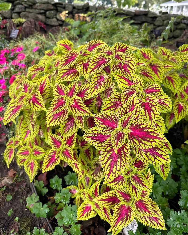 Coleus Fades Or Wilts In Strong Afternoon Sun
