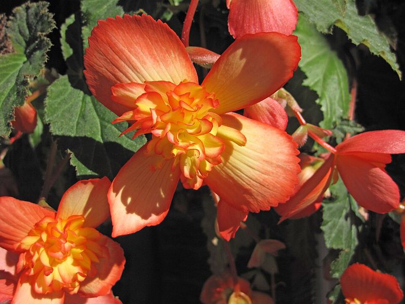 Tuberous Begonias Fill Gaps With Lasting Blooms