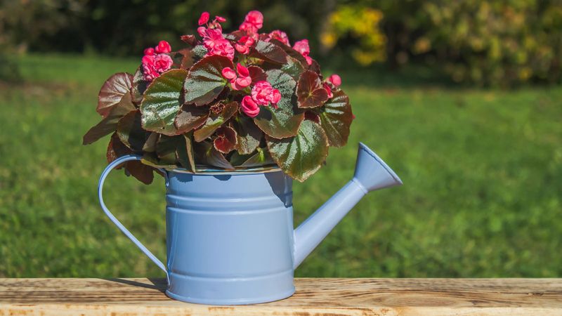Begonias Benefit From Controlled Moisture In Pots
