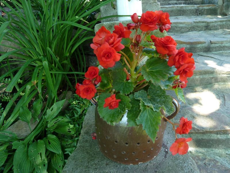 Tuberous Begonias Fill Pots With Long-Lasting Flowers