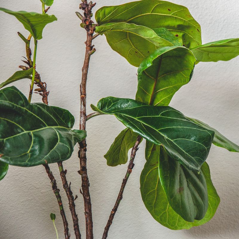 Fiddle Leaf Fig