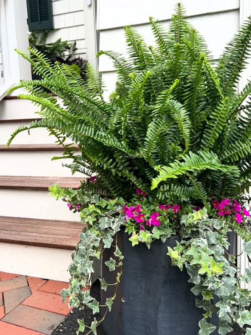 English Ivy And Ferns For Cool Humid Rooms