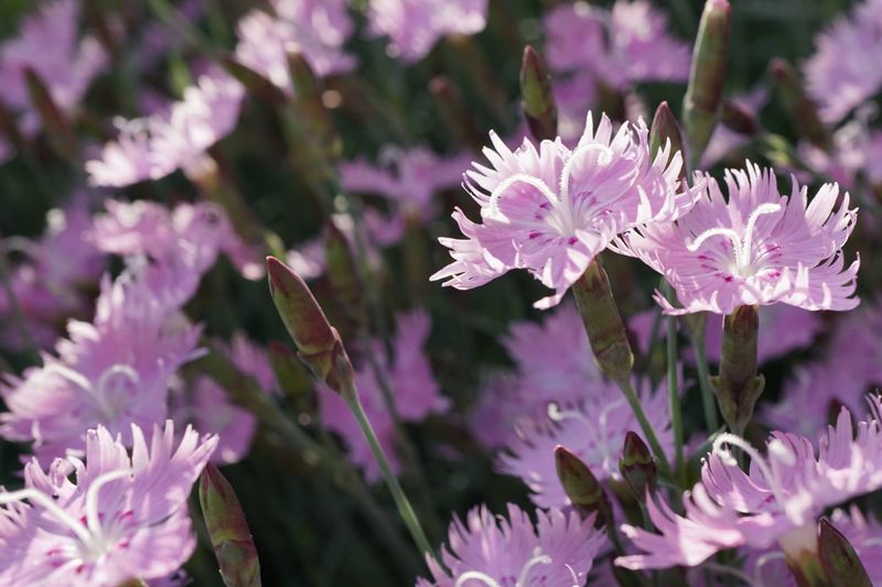 Dianthus Blooms Through Early Season Changes