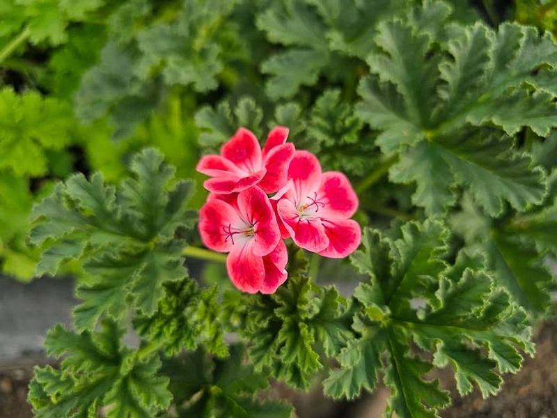 Geraniums Help Deter Mosquitoes And Some Beetles