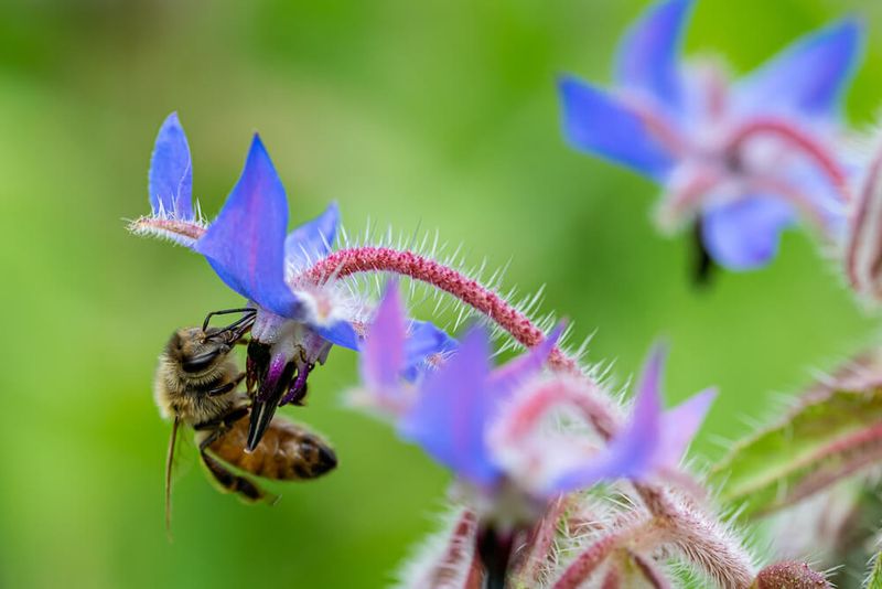 Borage Brings Pollinators To Vegetable Beds