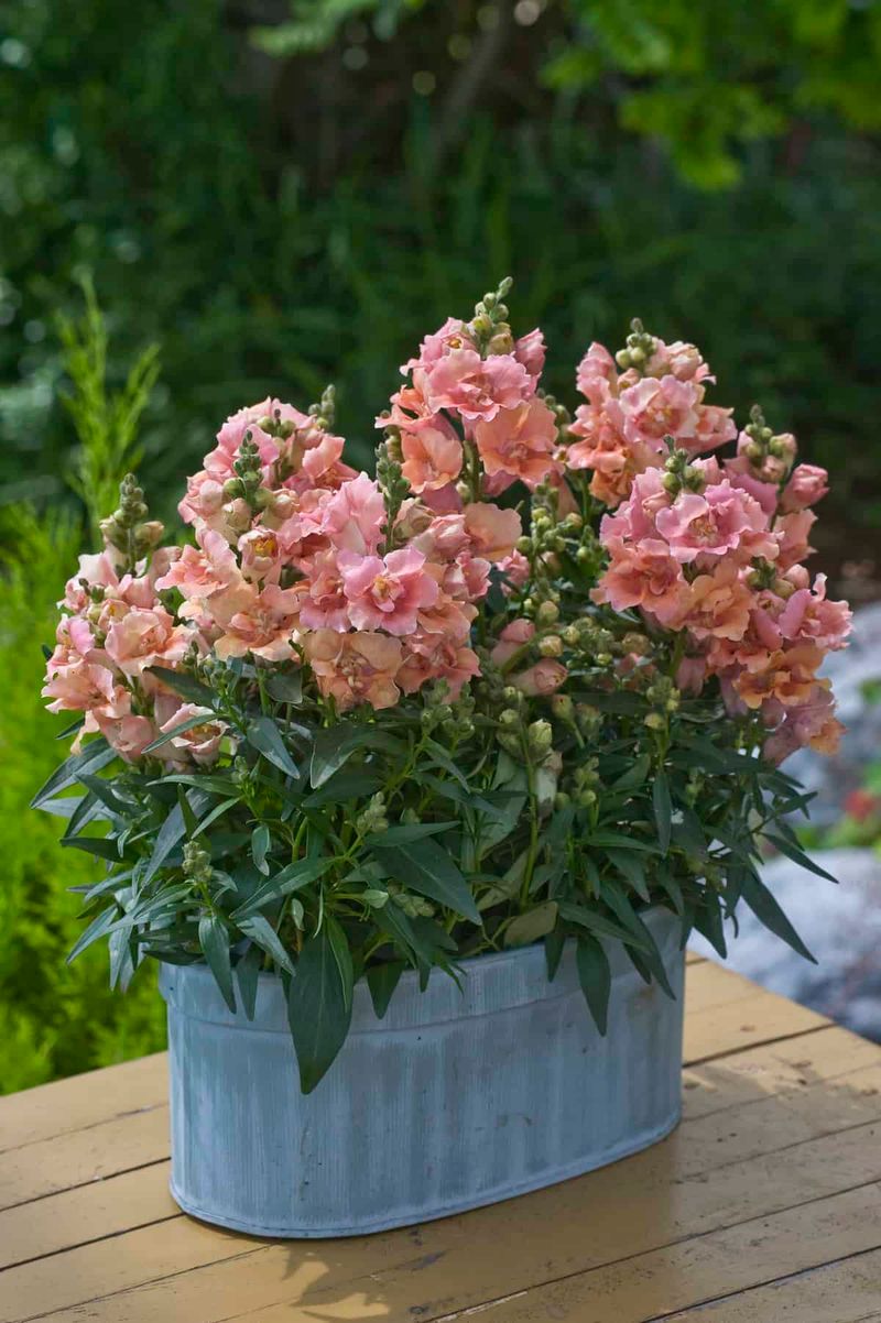 Snapdragons Add Height To Spring Container Displays