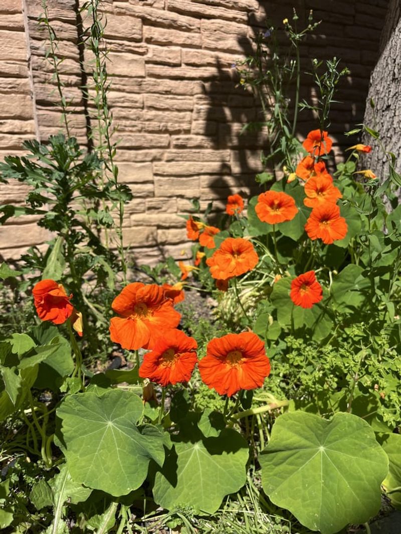 Nasturtium Adds Bright Blooms And Busy Garden Support