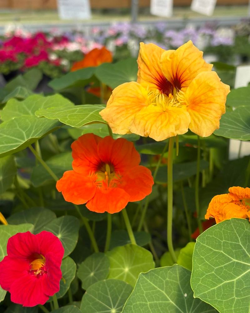Nasturtiums (Tropaeolum majus)