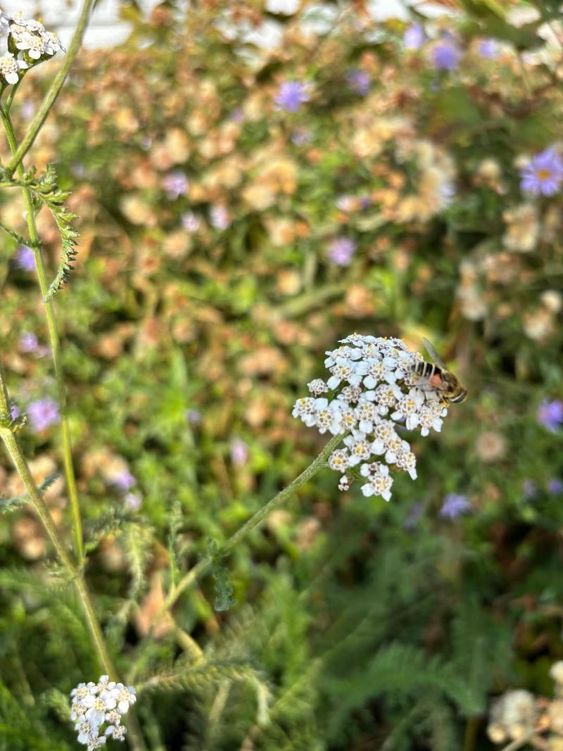 Yarrow Supports Beneficial Insects That Control Pest Populations