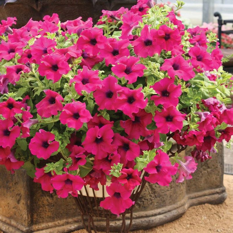Petunias Produce Vibrant Flowers With Balanced PH