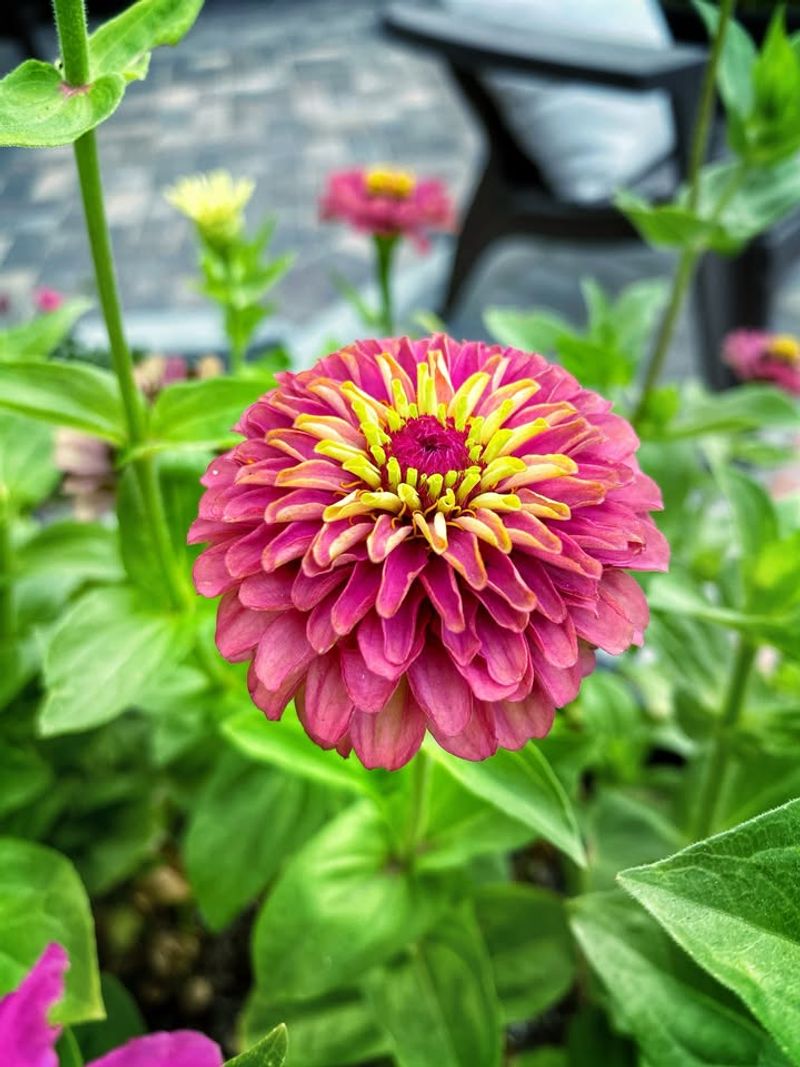 Zinnias Attract Predatory Insects That Help Control Pests